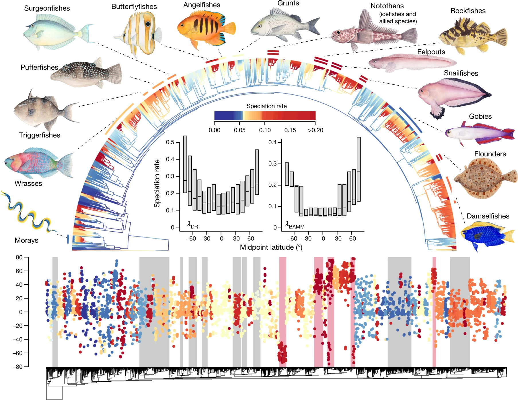 An inverse latitudinal gradient in speciation rate for marine fishes