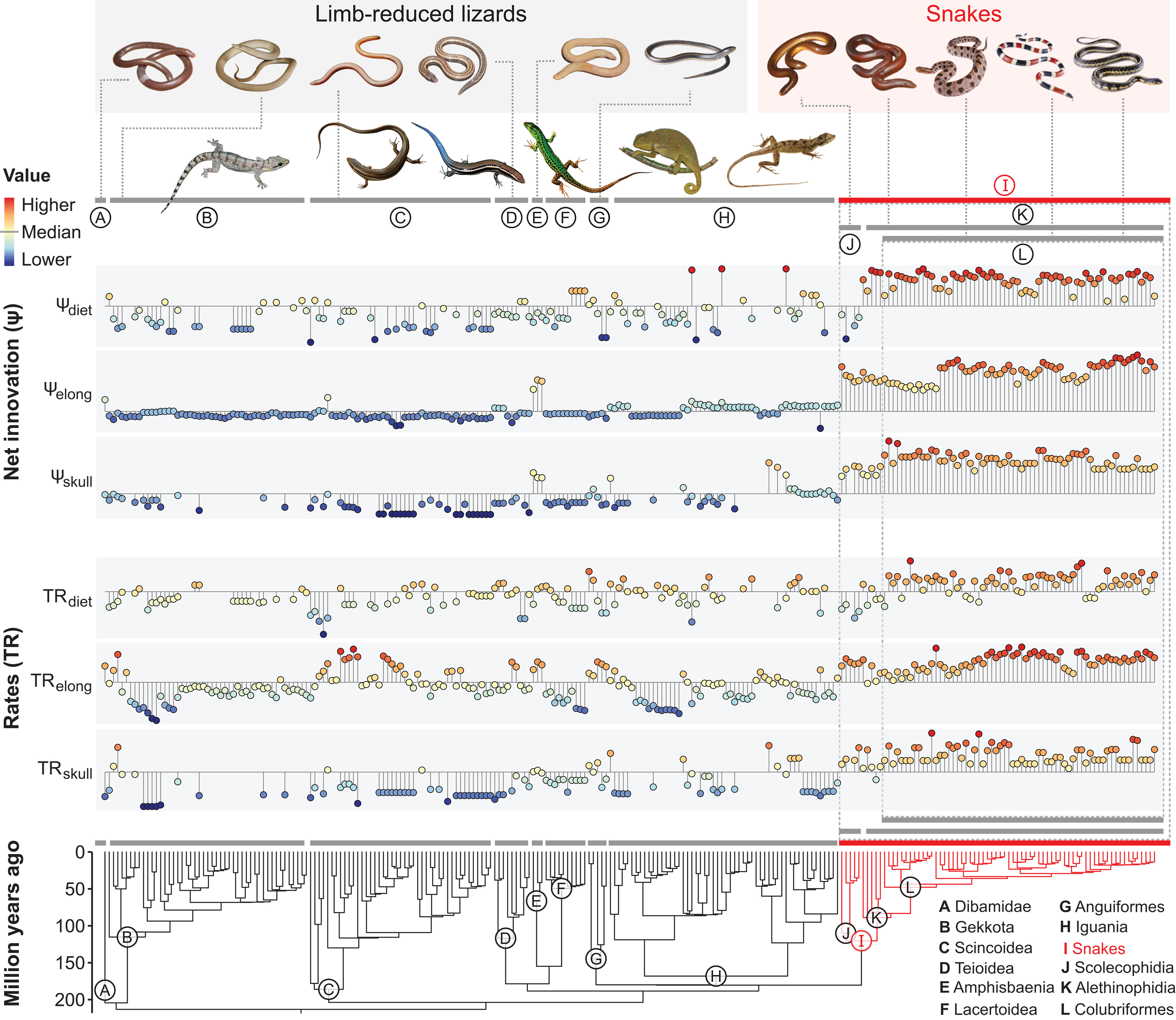 The macroevolutionary singularity of snakes