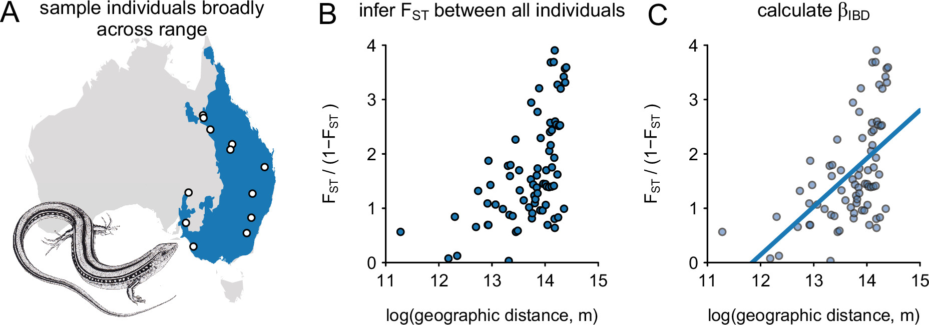 Does Population Structure Predict the Rate of Speciation A Comparative Test across Australia s Most Diverse Vertebrate Radiation