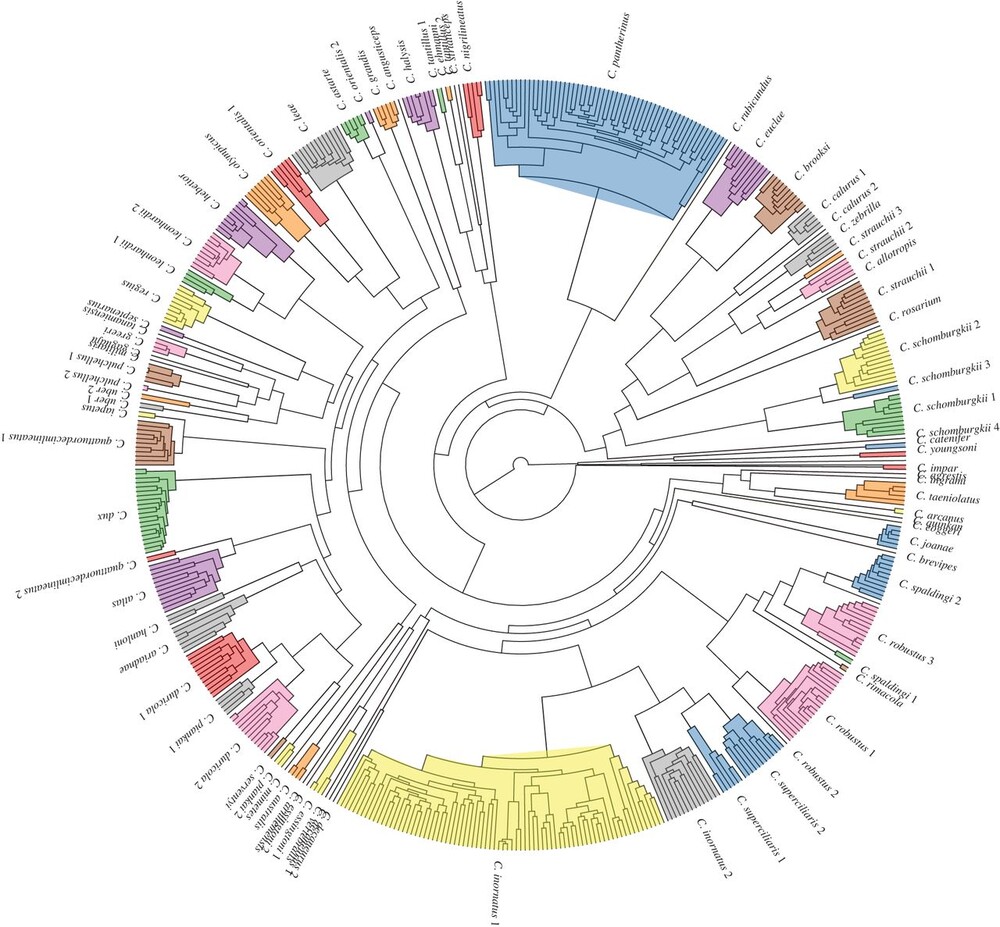 Genetic diversity is largely unpredictable but scales with museum occurrences in a species-rich clade of Australian lizards