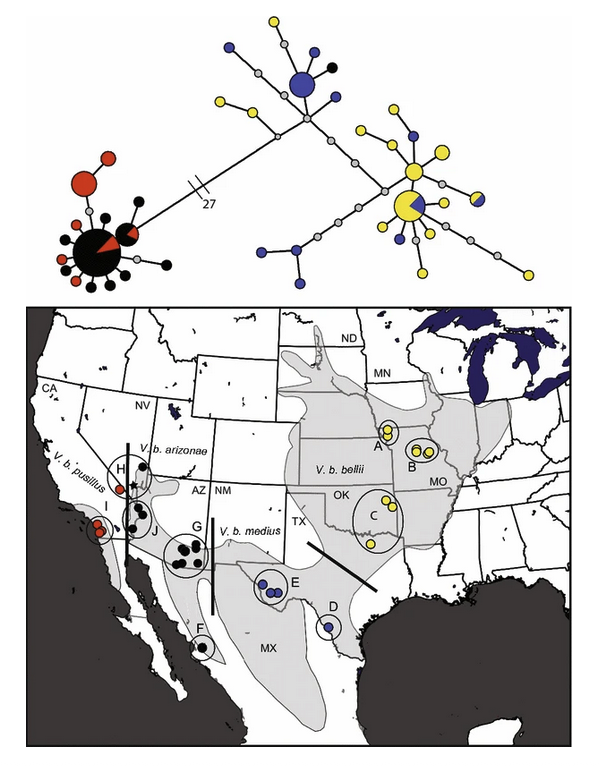 Conservation genomics reveals multiple evolutionary units within Bell s Vireo Vireo bellii
