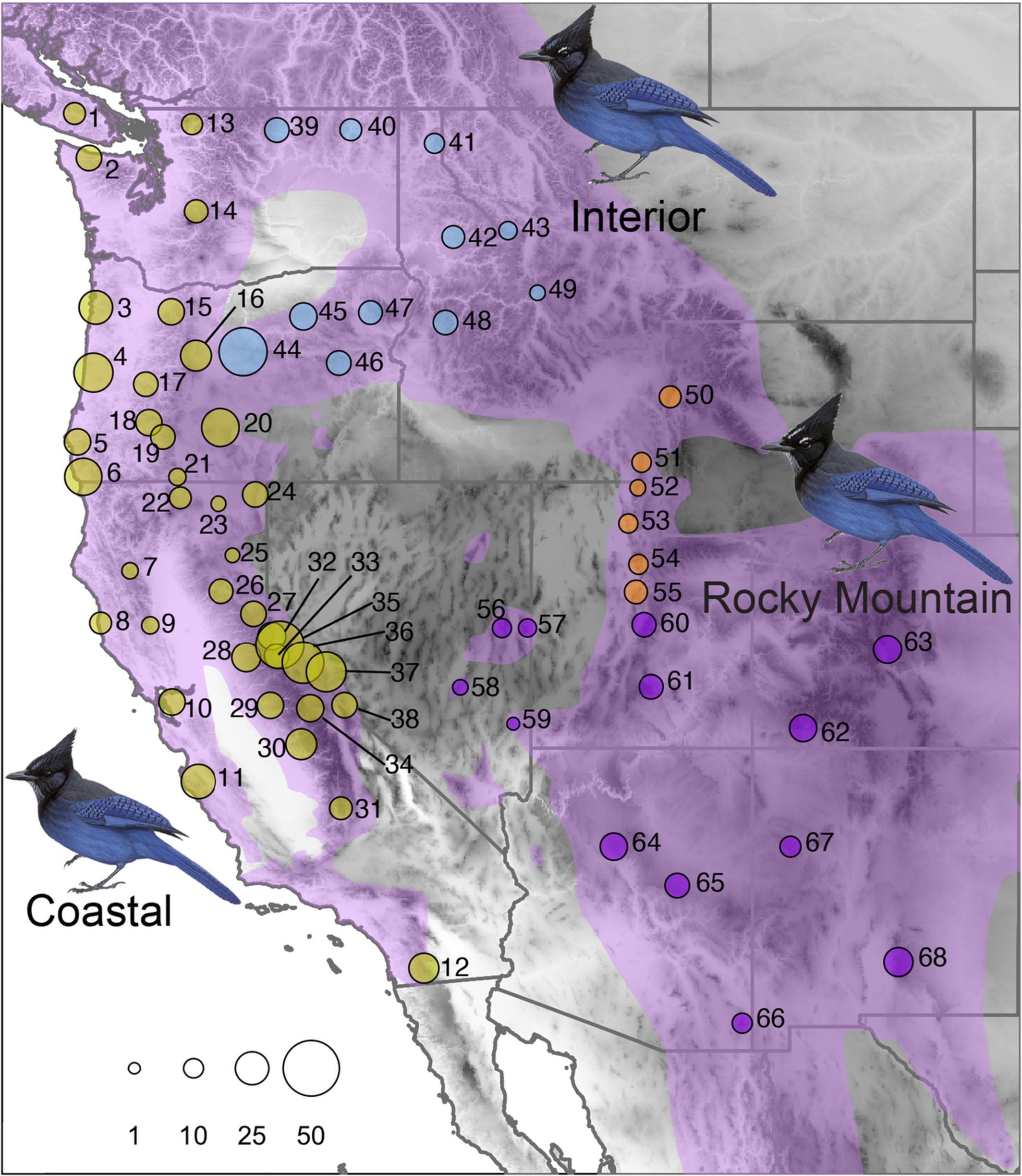 Deep ecomorphological and genetic divergence in Steller s Jays i Cyanocitta stelleri i , Aves: Corvidae