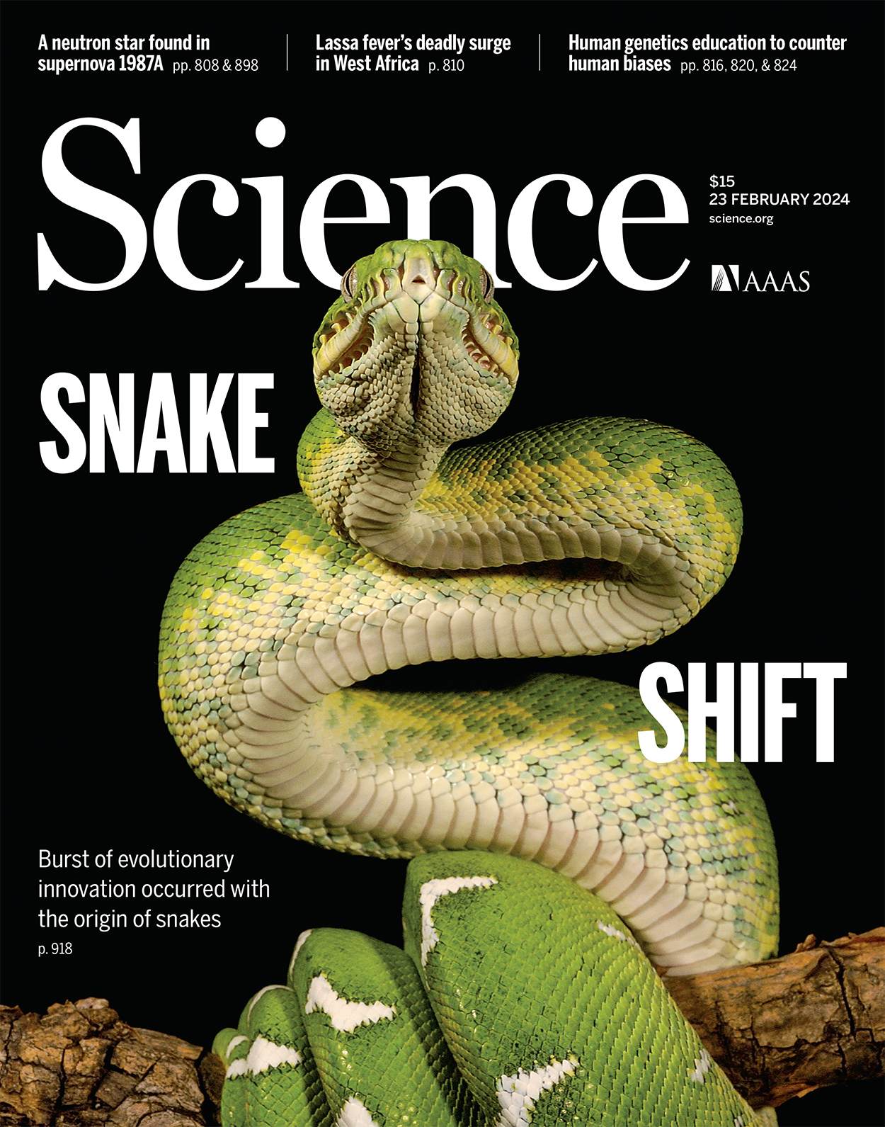 The macroevolutionary singularity of snakes