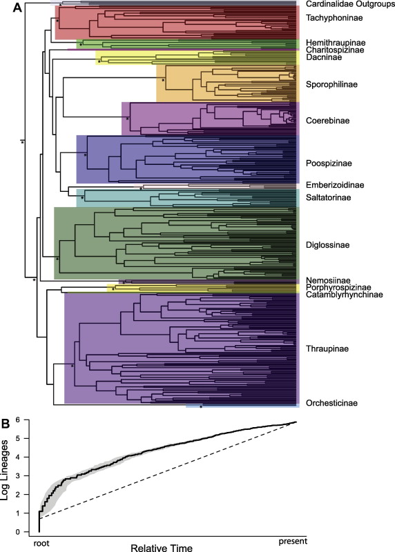 Phylogenetics and diversification of tanagers Passeriformes: Thraupidae , the largest radiation of Neotropical songbirds