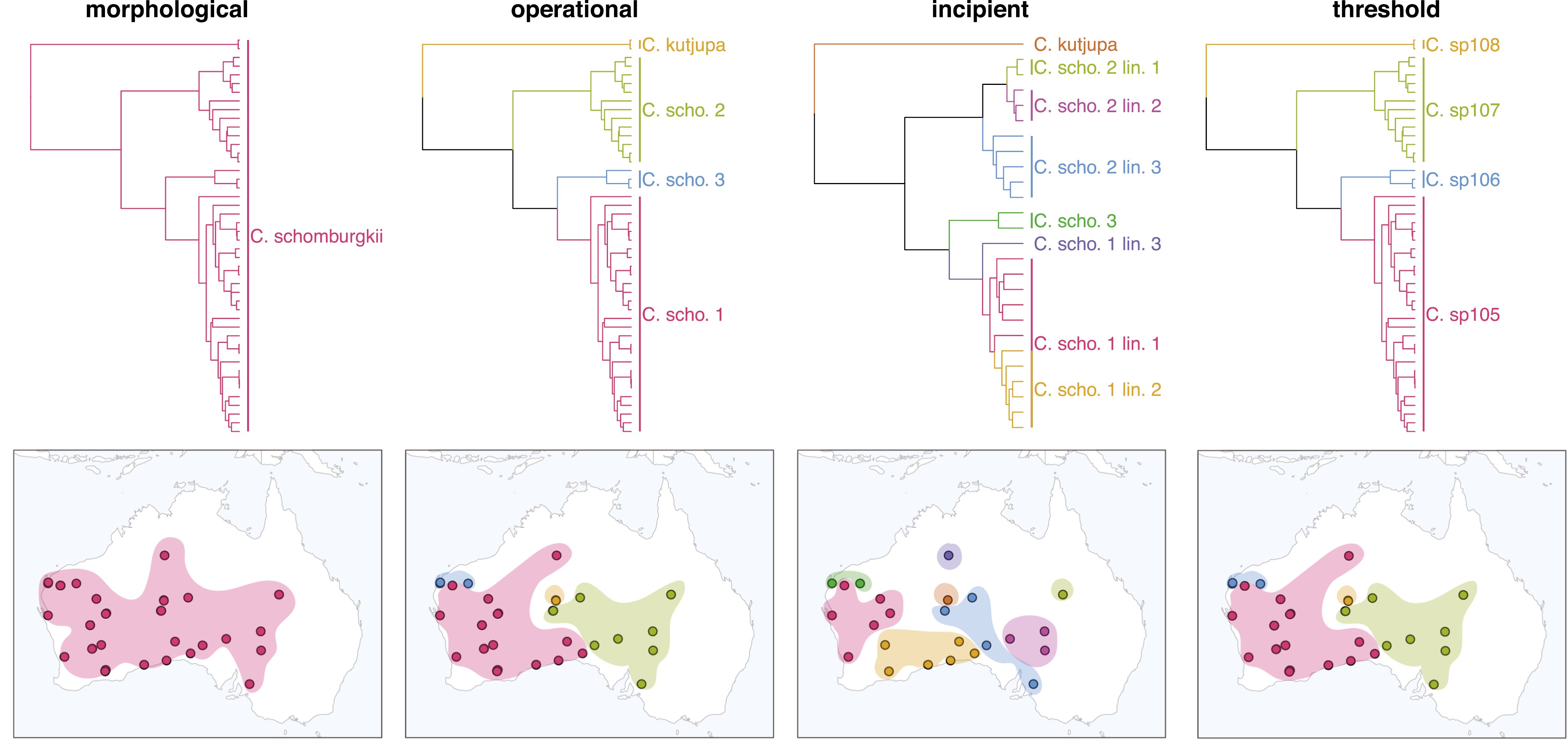 Adaptive radiation, taxon murk , and the reality of early burst speciation: an example from Australia s scincid lizards